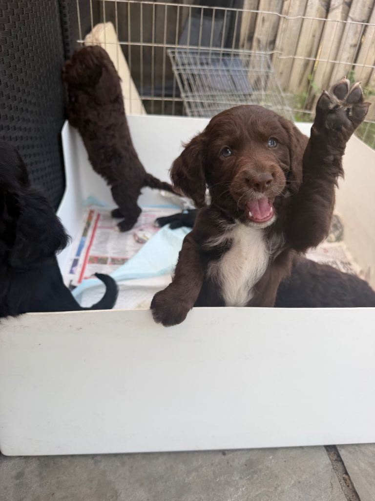 Cocker spaniel cross toy poodle puppies for sale 