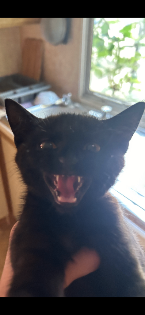 Amazing little devil