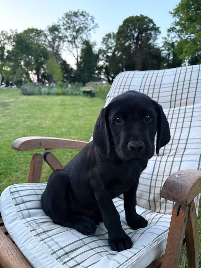 PENDING 11 week old black Labrador boy puppy