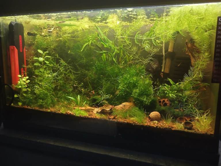Fish tank & Shrimps