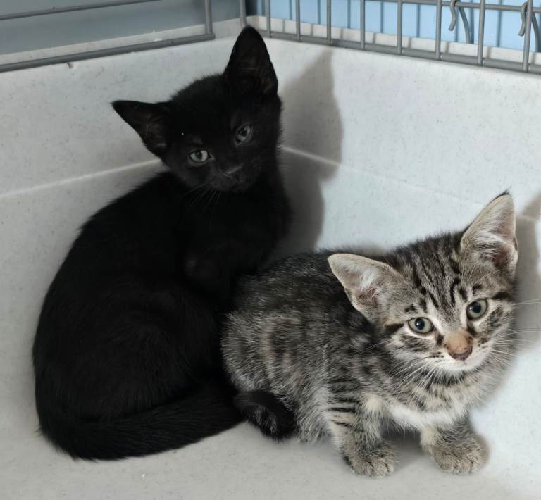 Beautiful Female Kittens ready now!!!
