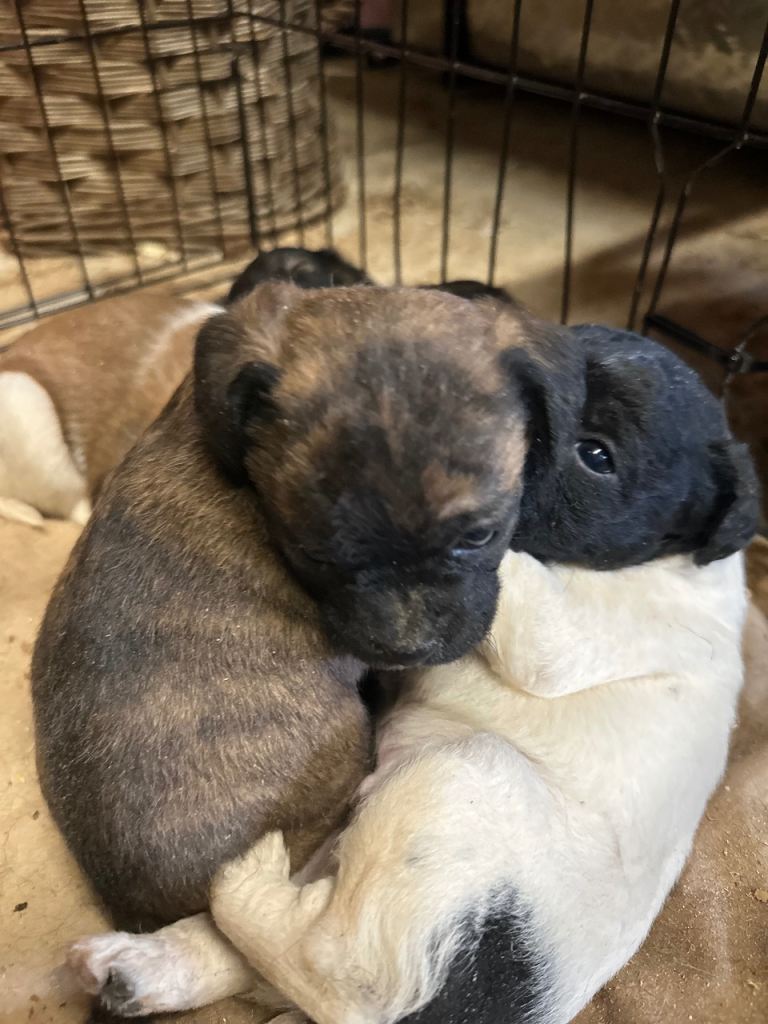 Stunning litter Jack Russel x border terrier puppies 