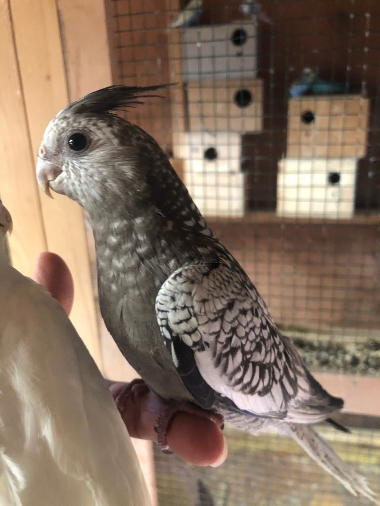 Cockatiels 