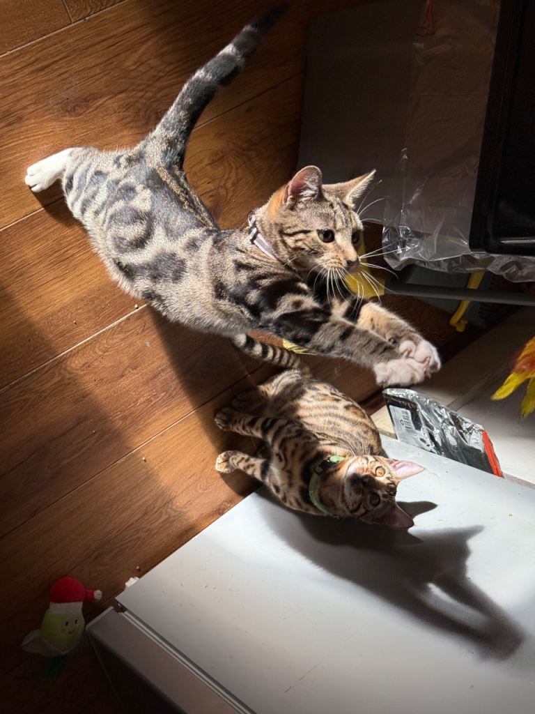7-Month Female Bengal Mix – Playful, Friendly, Vaccinated & Litter Trained (£150)