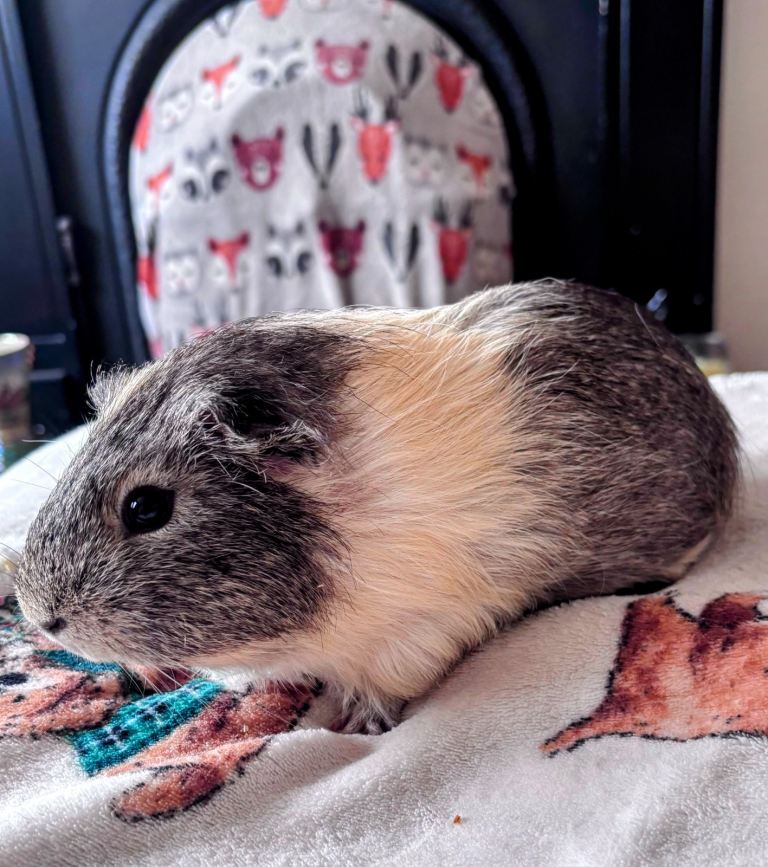 1 Boar/Male Guinea pig