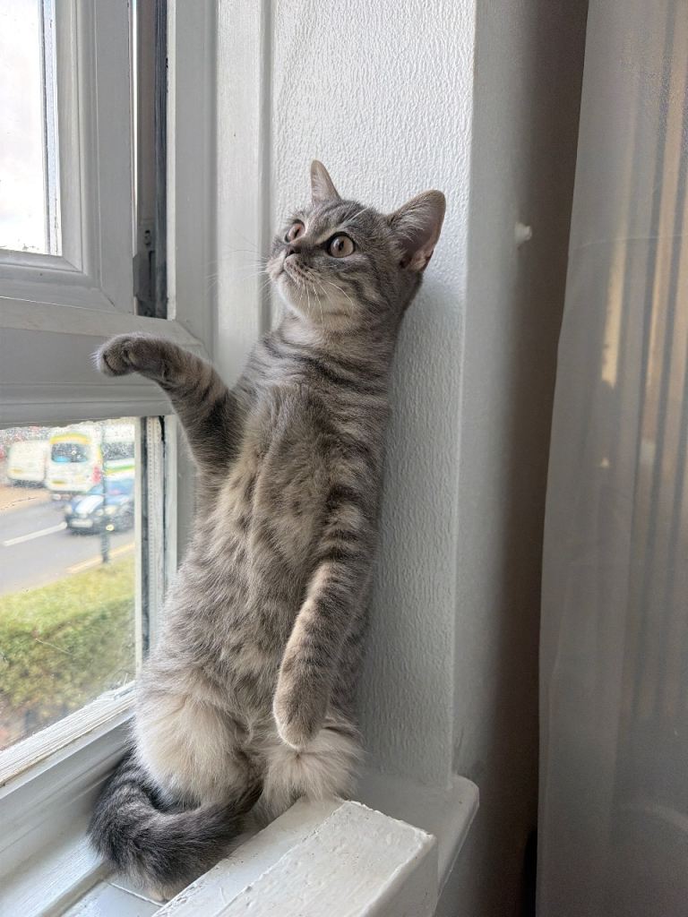 Beautiful little boy