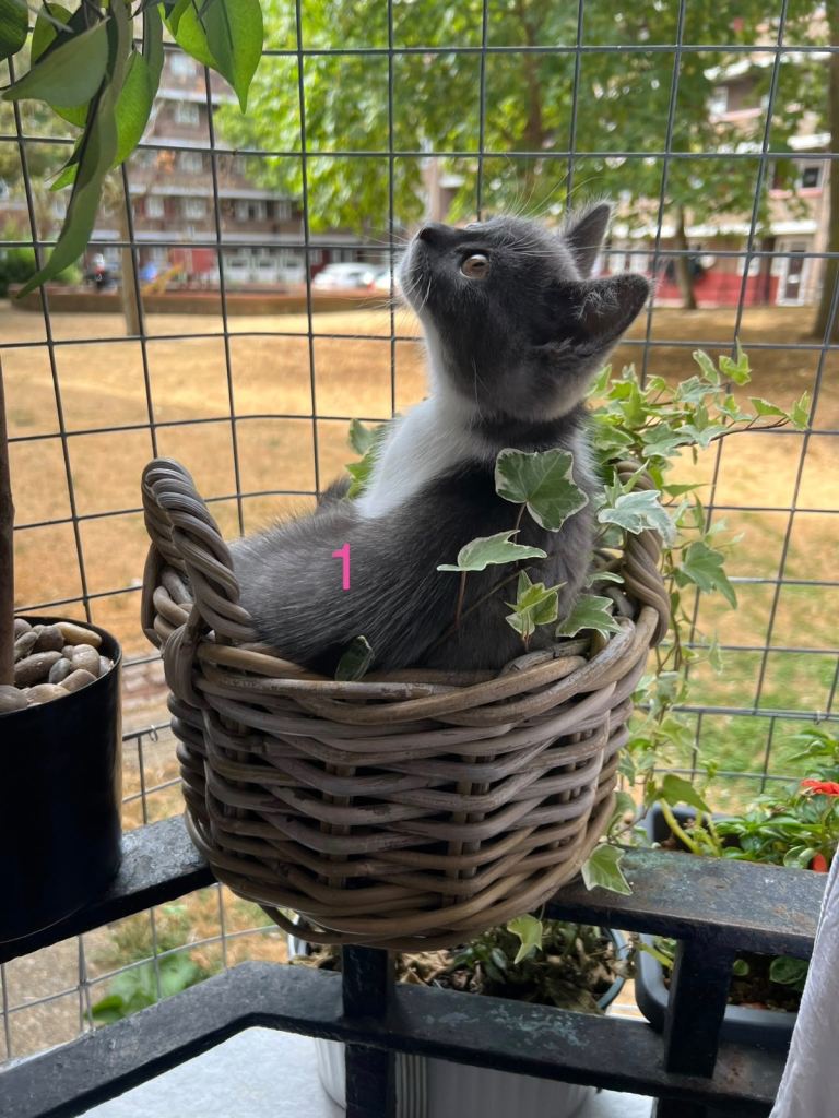 Beautiful grey kittens 