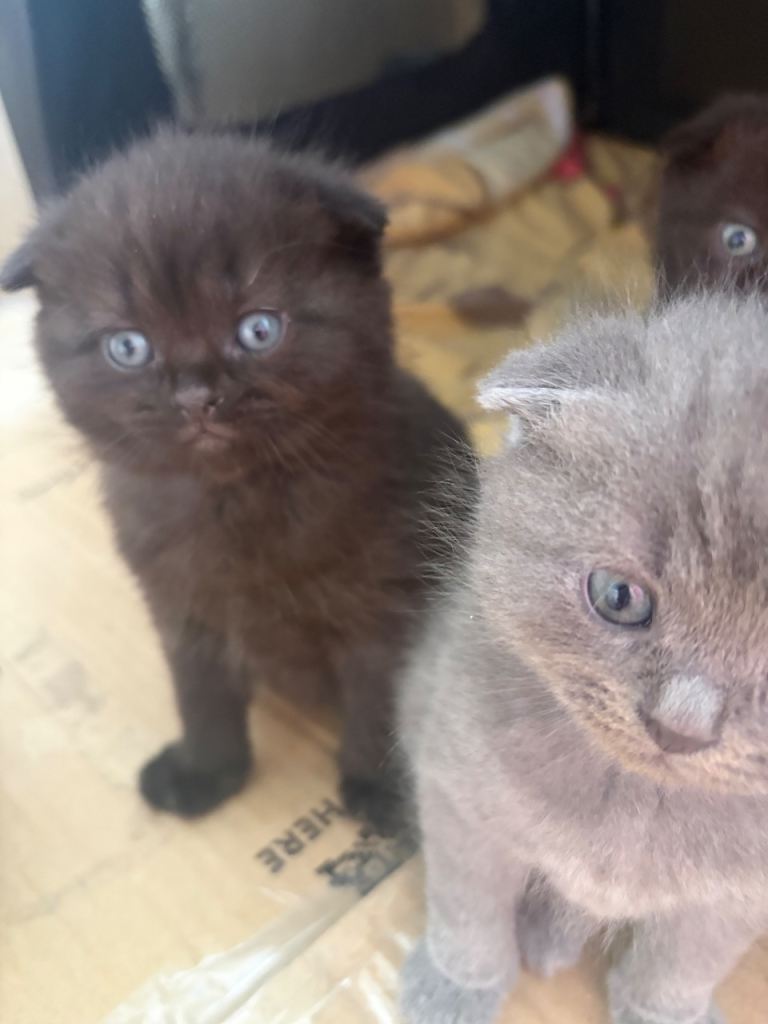 Kittens 