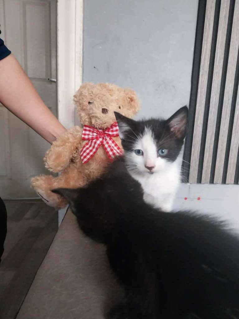 5x kittens ready to go