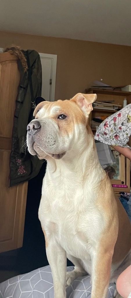 6-Year-Old Shar Pei Cross Looking for a Loving Forever Home