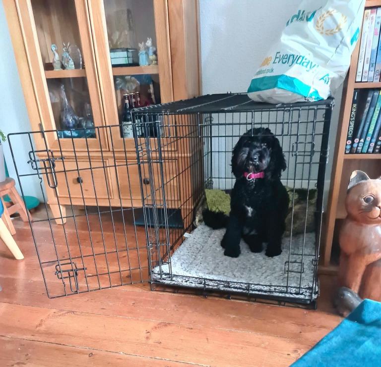 Pets at Home Double Door Folding Dog Crate with Divider - Large