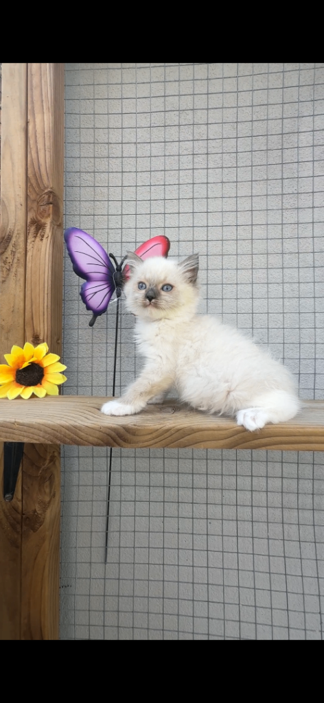 Full breed Ragdoll kitten