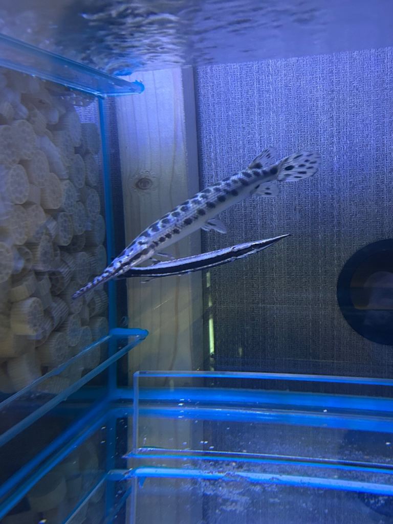 2 x alligator gars 