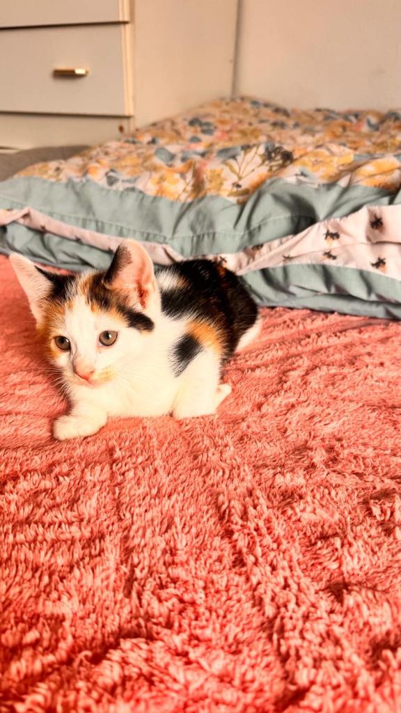 Kittens 