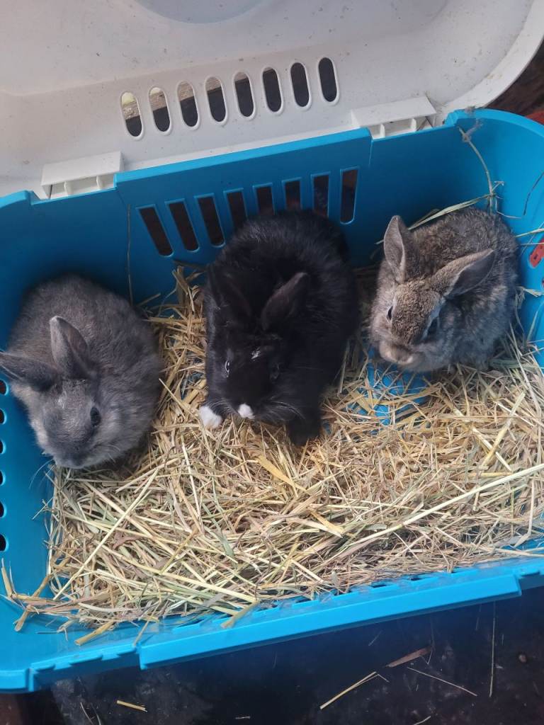 Baby rabbits 