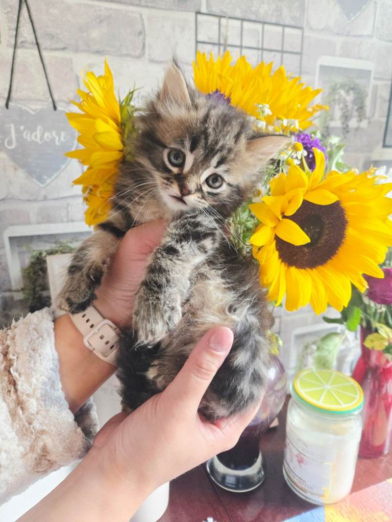Kittens for sale