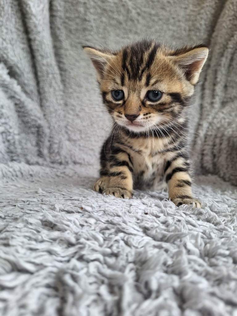 Kittens
