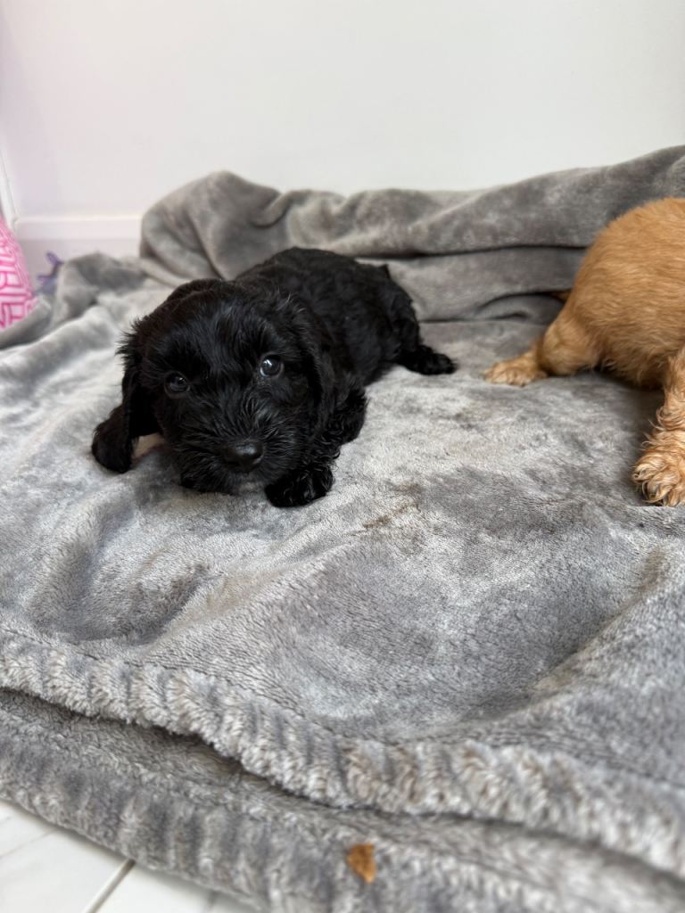 Cockapoo puppies 