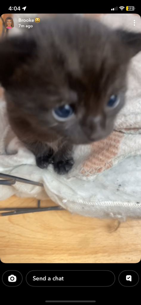 2 kittens 