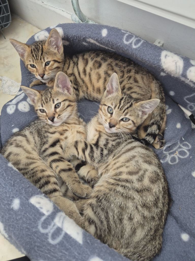 Bengal kittens 