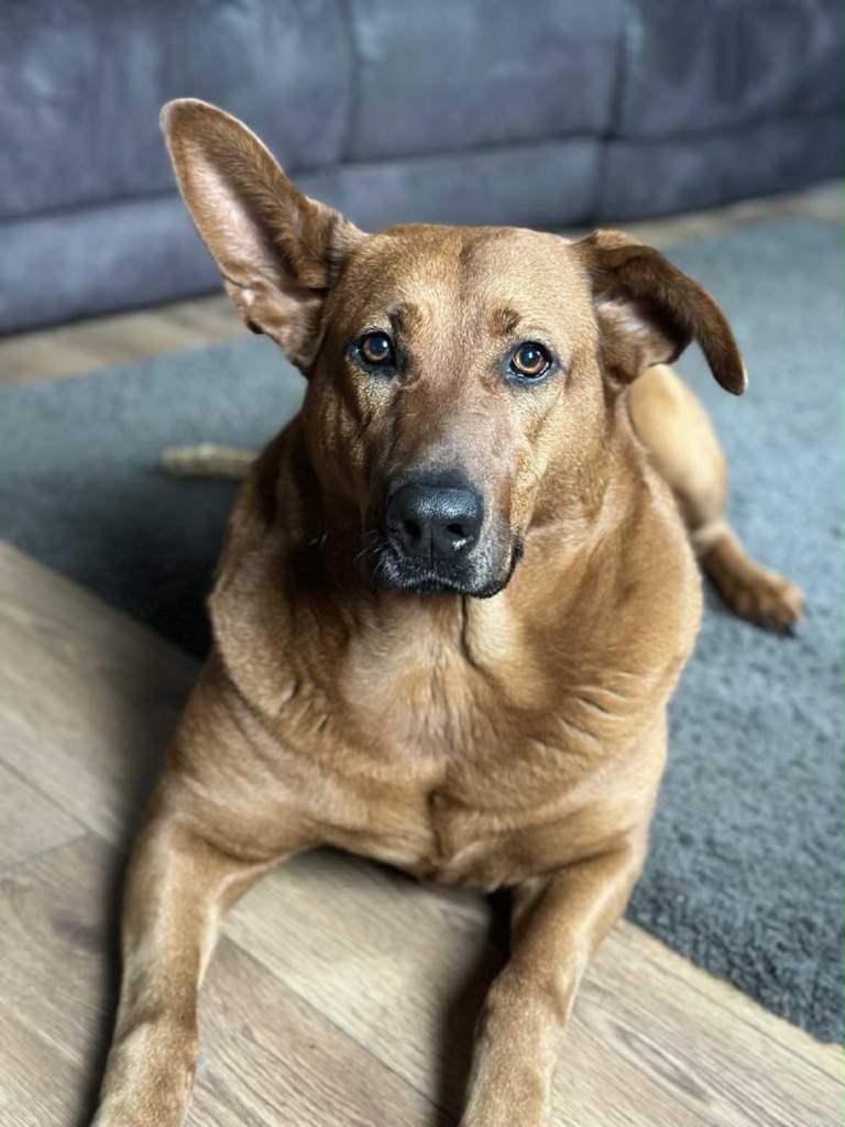 Dutch Shepard x Chinese red dog 