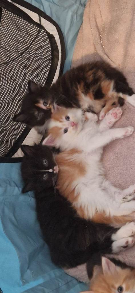 Fluffy long haired kittens 