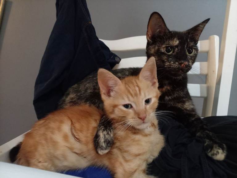 Kittens 