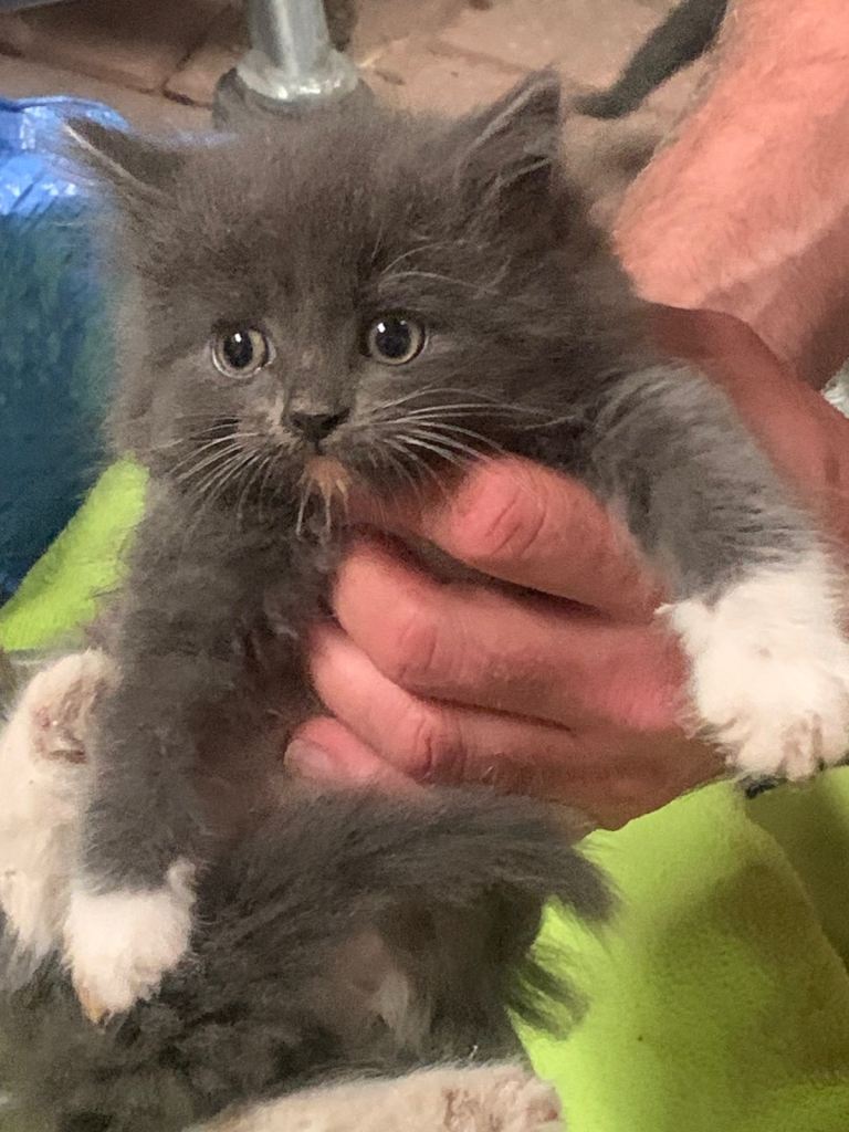 Grey & white gorgeous kittens x 4 