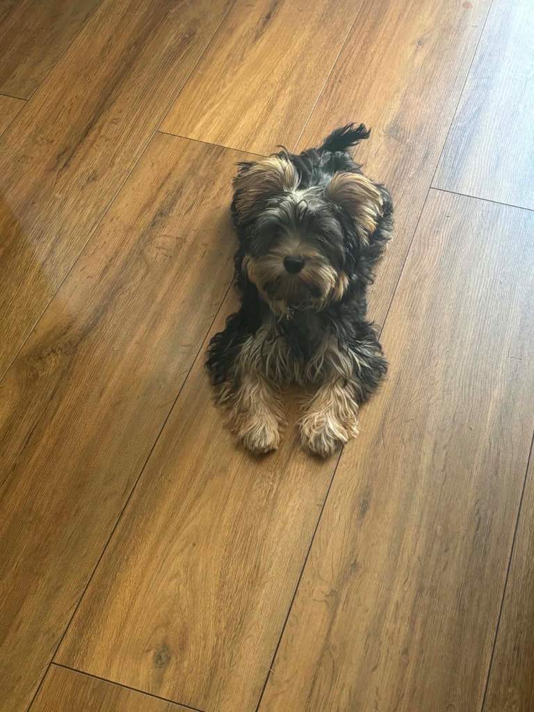Yorkshire terrier 
