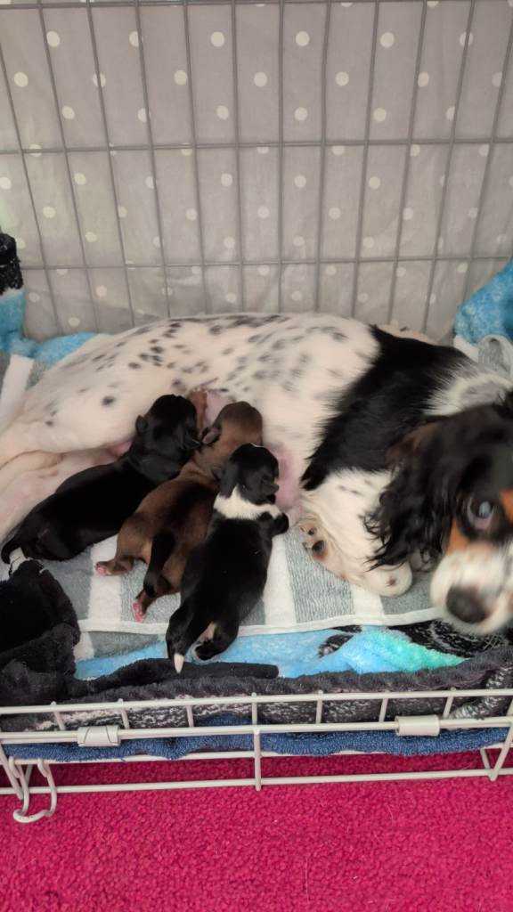 Cavajack X Pomeranian puppies 