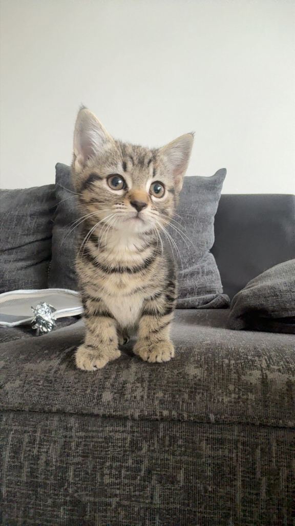 Kitten 