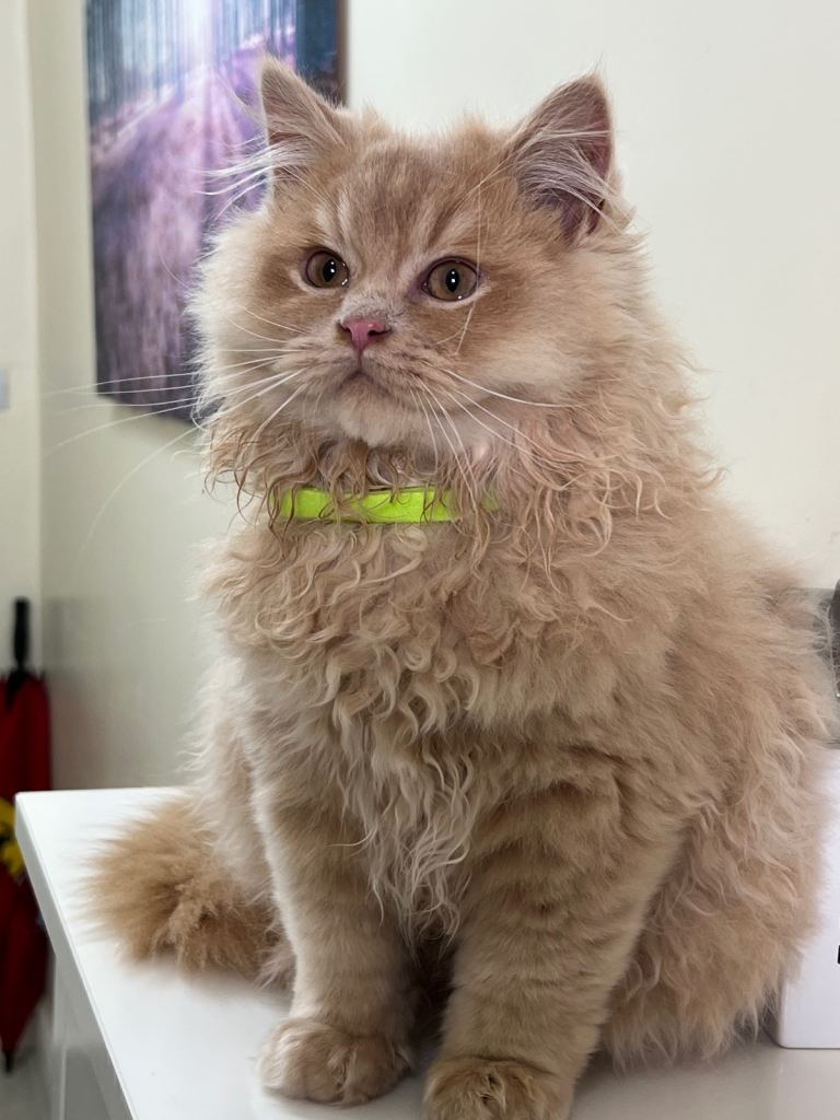 British Long Hair and British short hair kittens