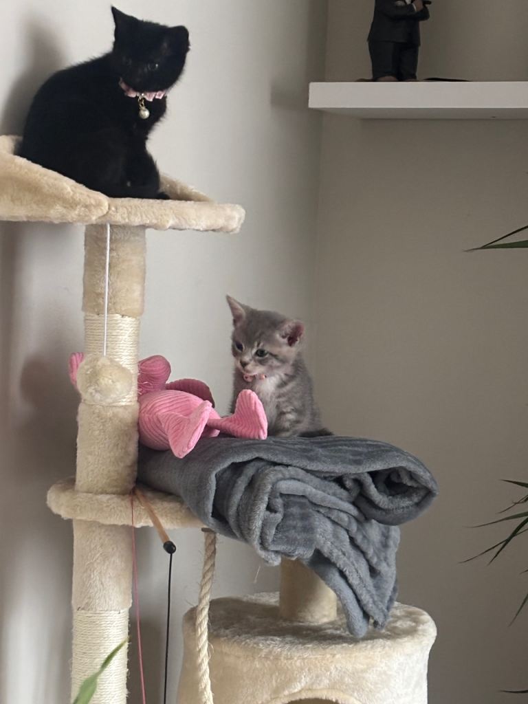 Female kitten 