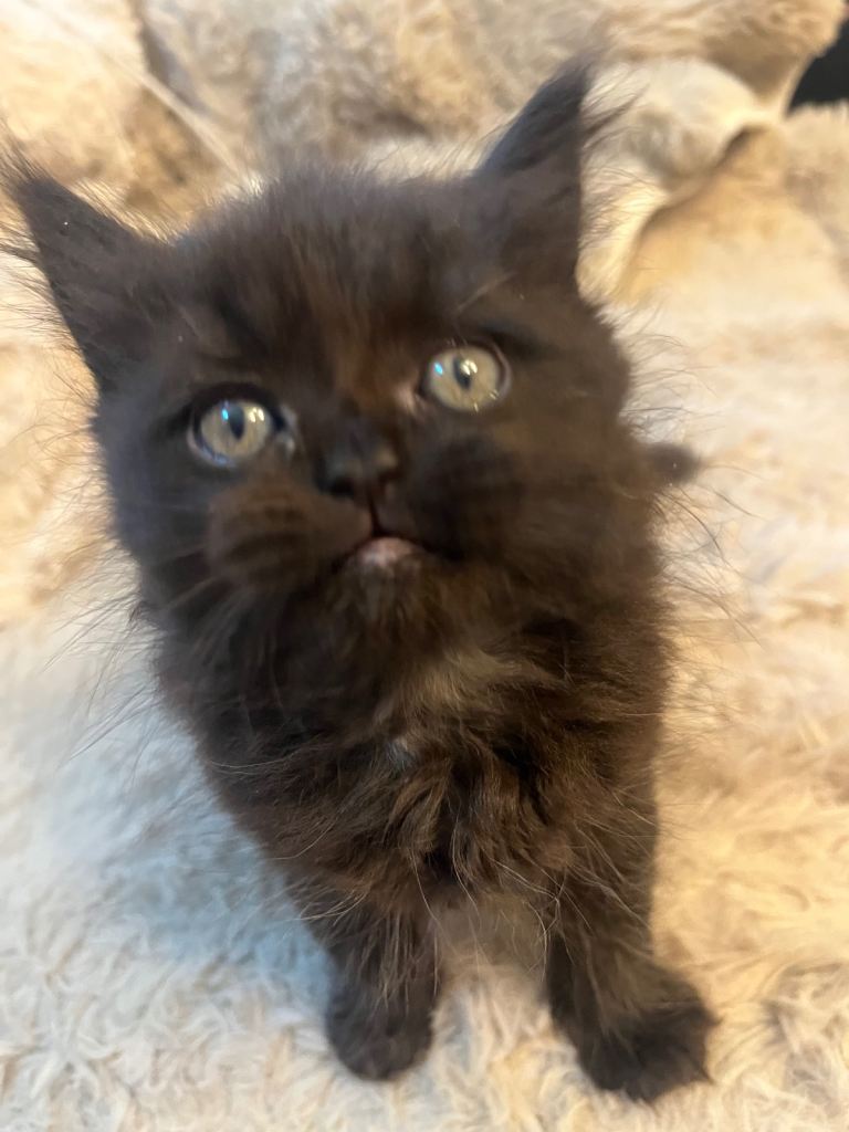 Stunning rare chocolate Persian boy ready now 