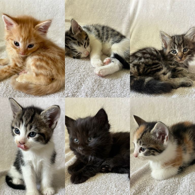 Kittens 