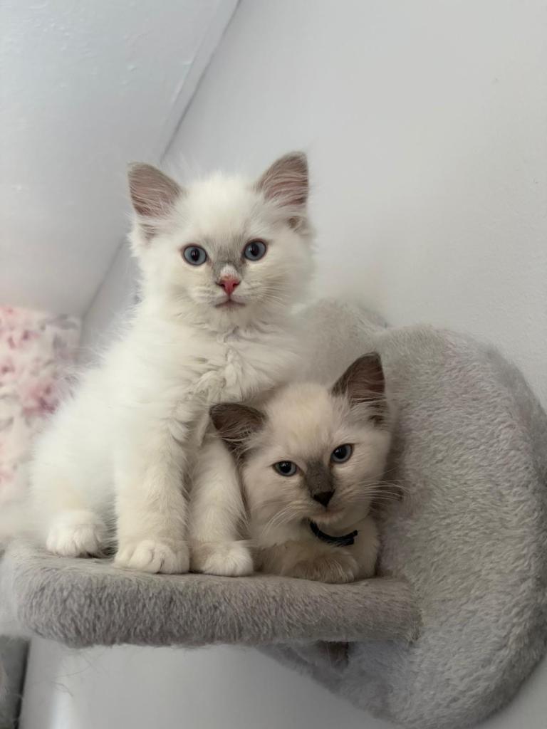 Pure Ragdoll kittens ready to go