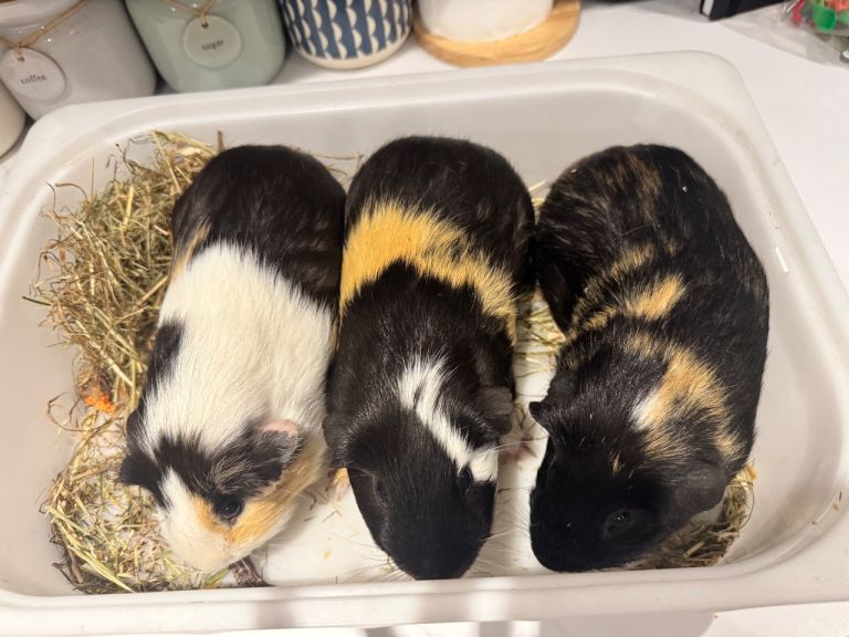 3 male 13 month old guinea pigs and hutch 