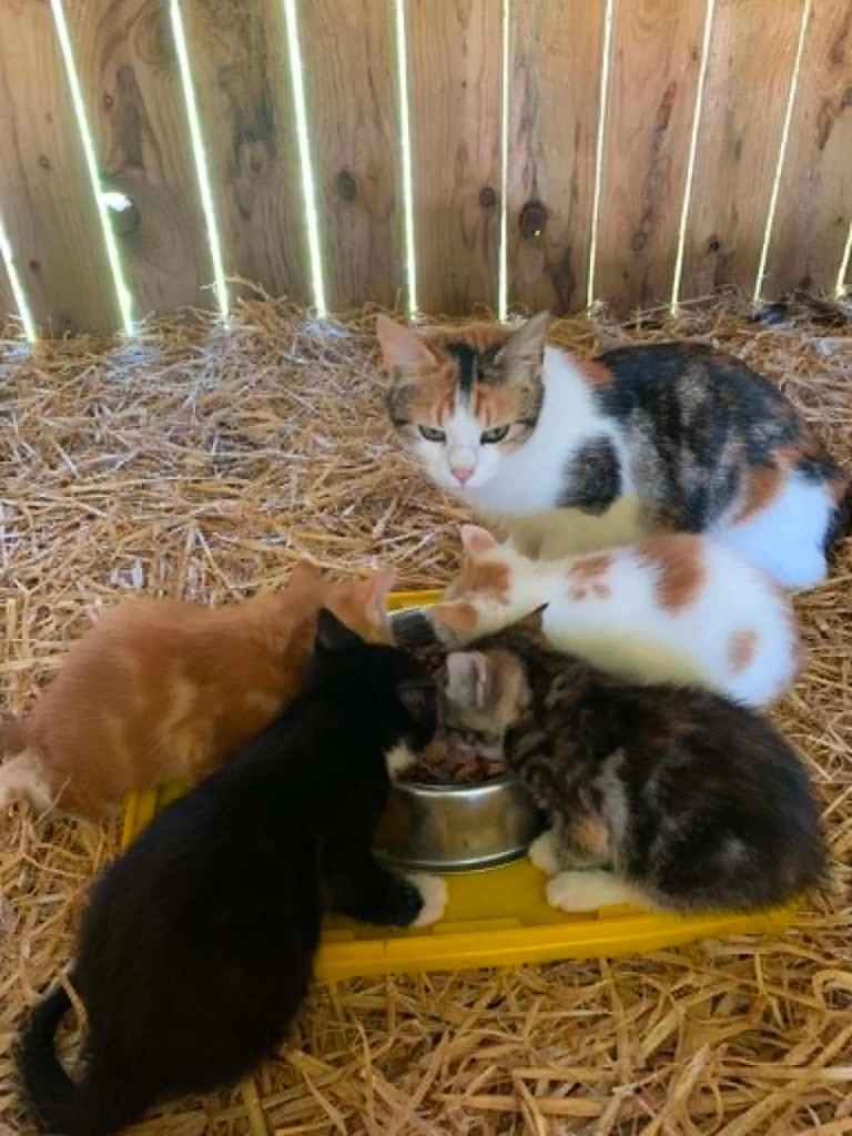 Beautiful kittens