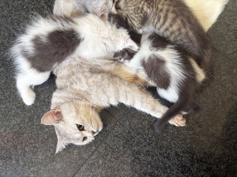 Stunning fluffy kittens ready for you loving home