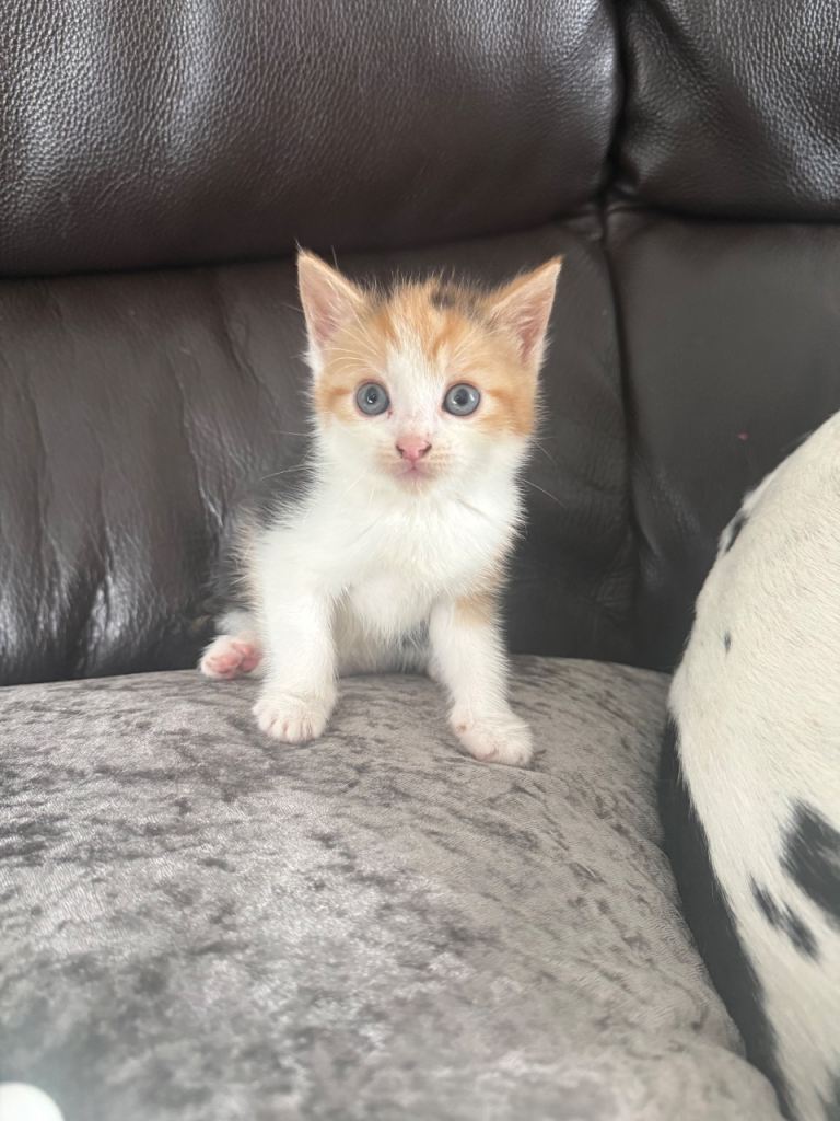 Kittens for sale 
