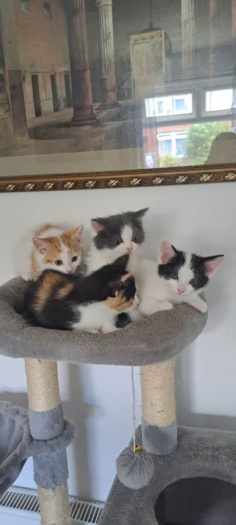 Kittens for sale, absolutely beautiful, cats