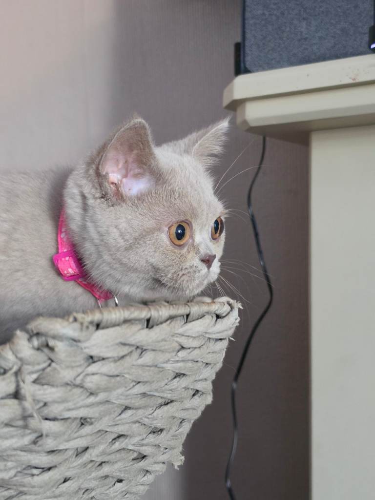 READY NOW tica registered, British Shorthair Kittens Ready for New Homes 21st September 