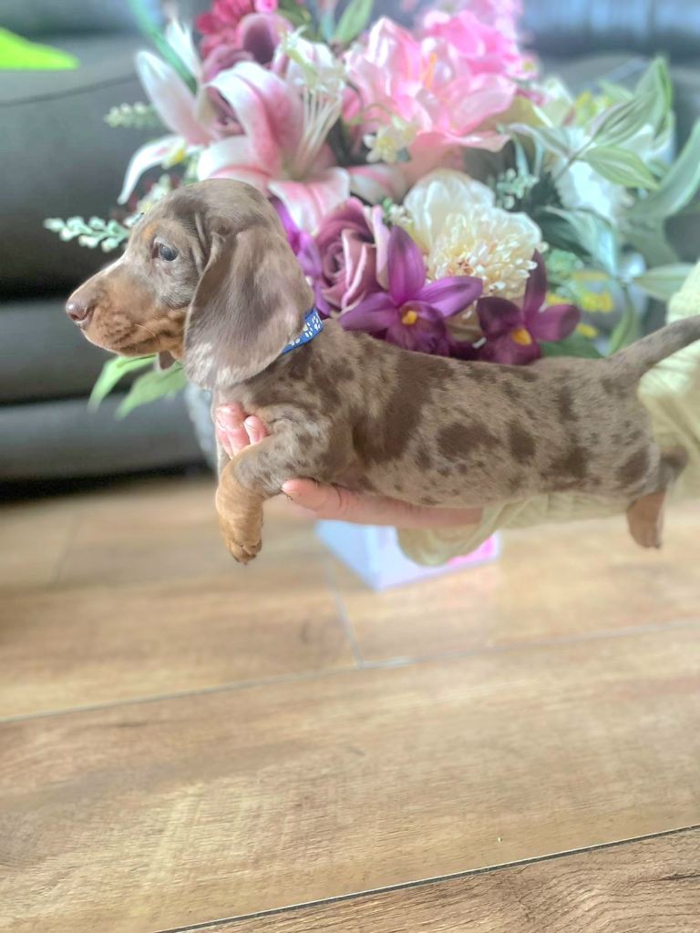 IKC miniature dachshund puppy’s 