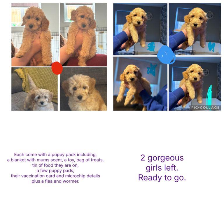2 girls left. F1 miniature golden doodles 