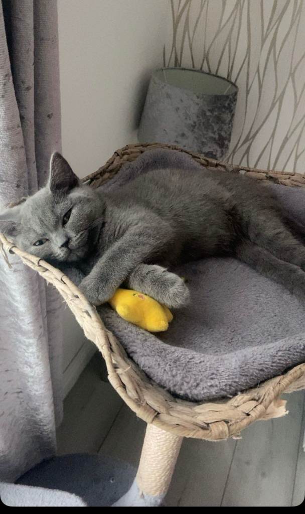 Kitten