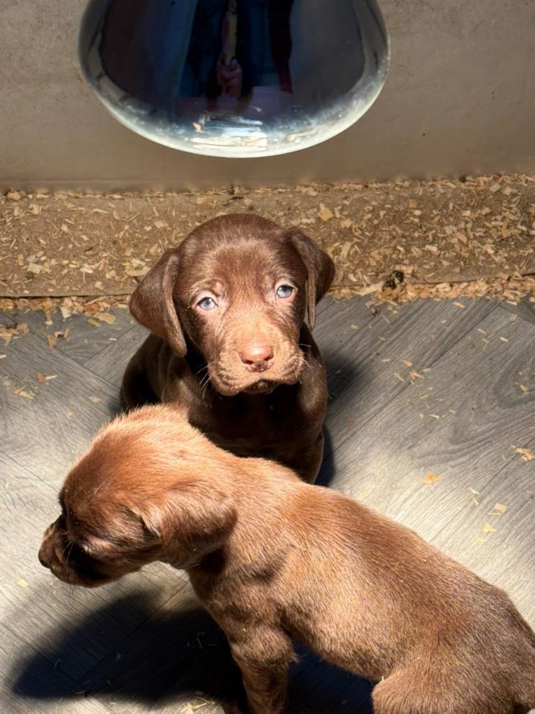 Choc Labrador X Weimaraner