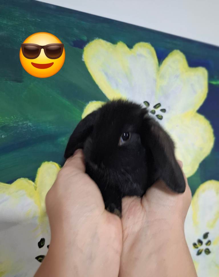 Mini lop Bunnies £70 each 