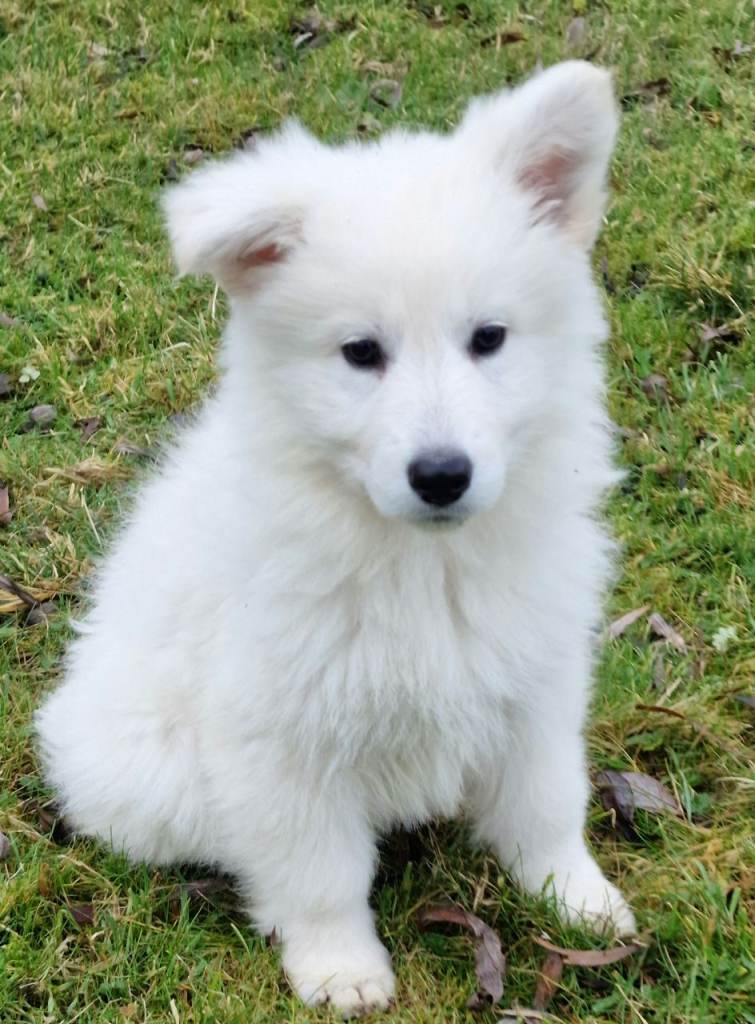 🔥Ready to Leave NOW🔥 stunning KC White Shepherd Puppies