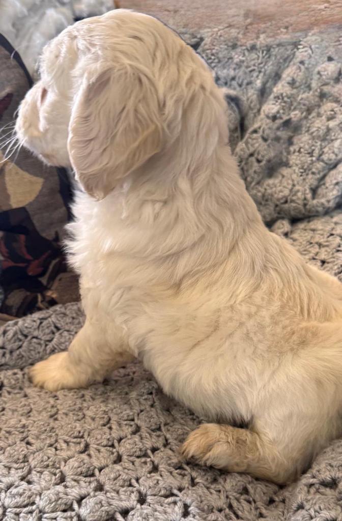 Goldendoodle golden retriever x poodle )puppies 2 left 