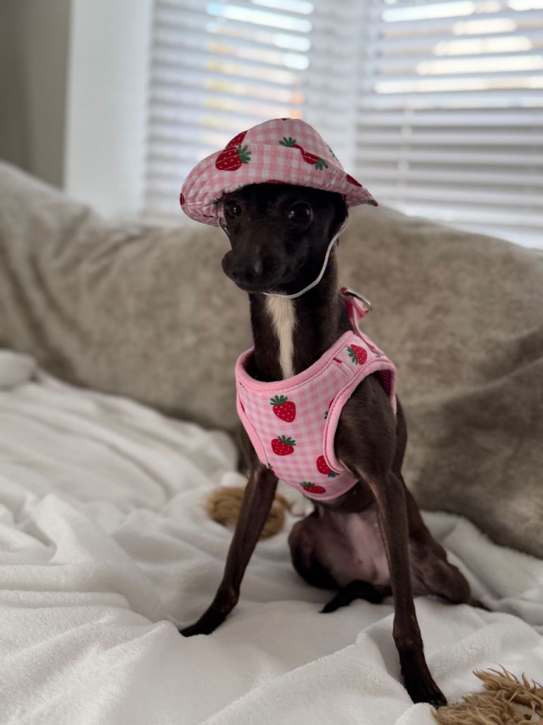 Italian greyhound